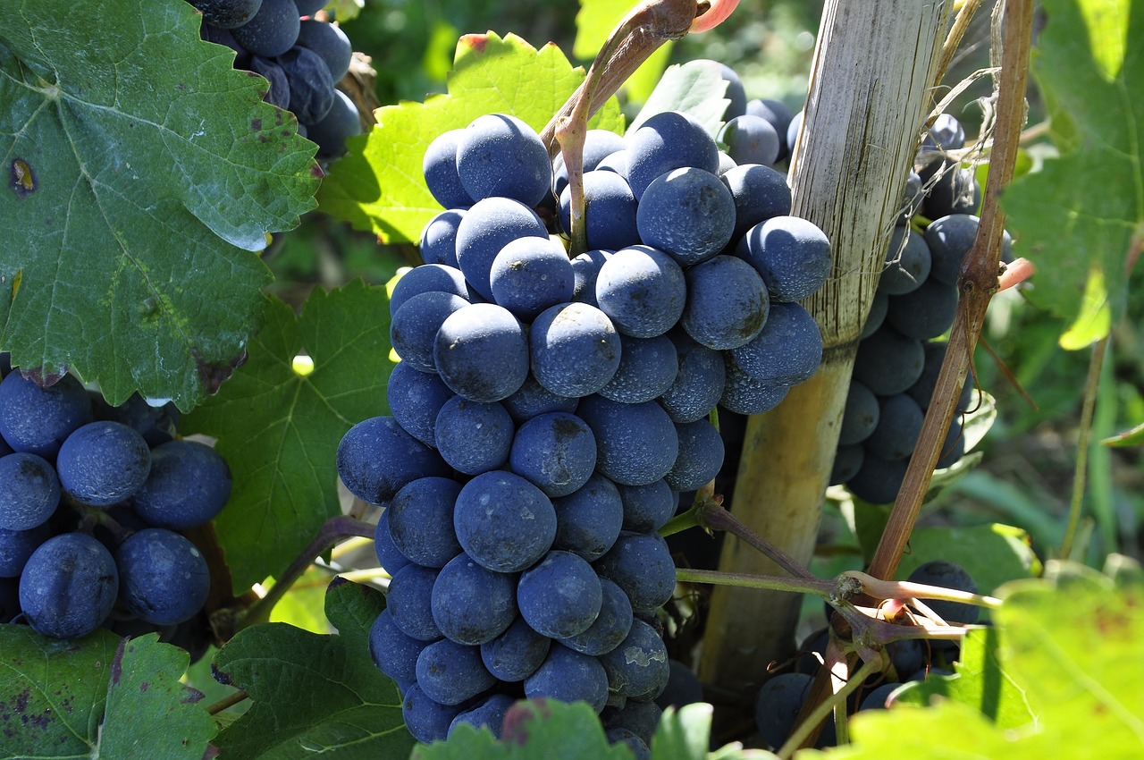 Bester Wein direkt vor dem Fenster