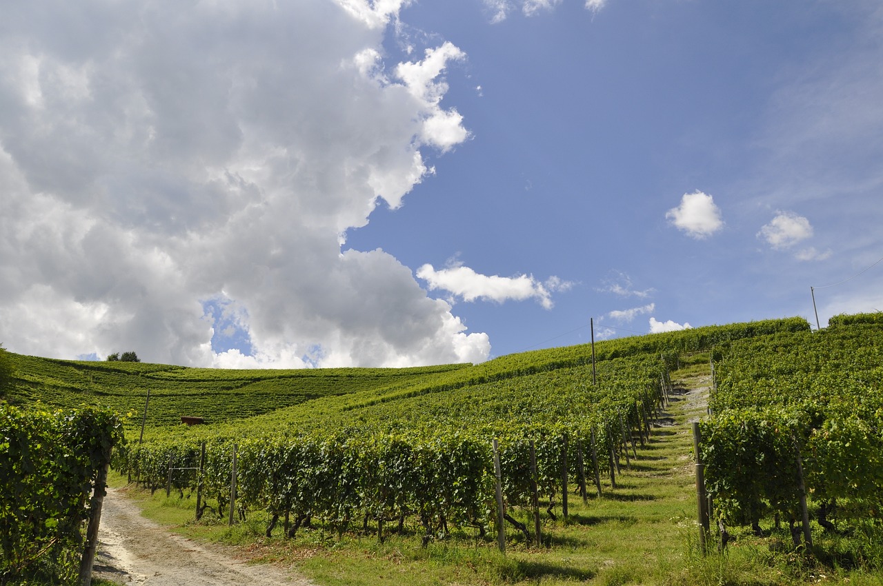 Die Weinhänge laden zum Spazieren ein