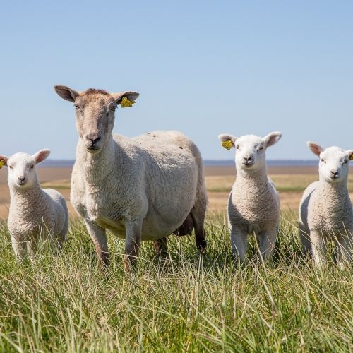 Schafe auf den Dünen