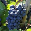 Bester Wein direkt vor dem Fenster