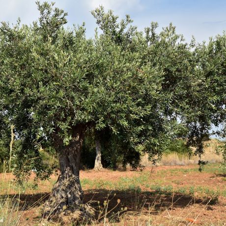Die Natur lädt zum Wandern ein