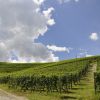 Die Weinhänge laden zum Spazieren ein